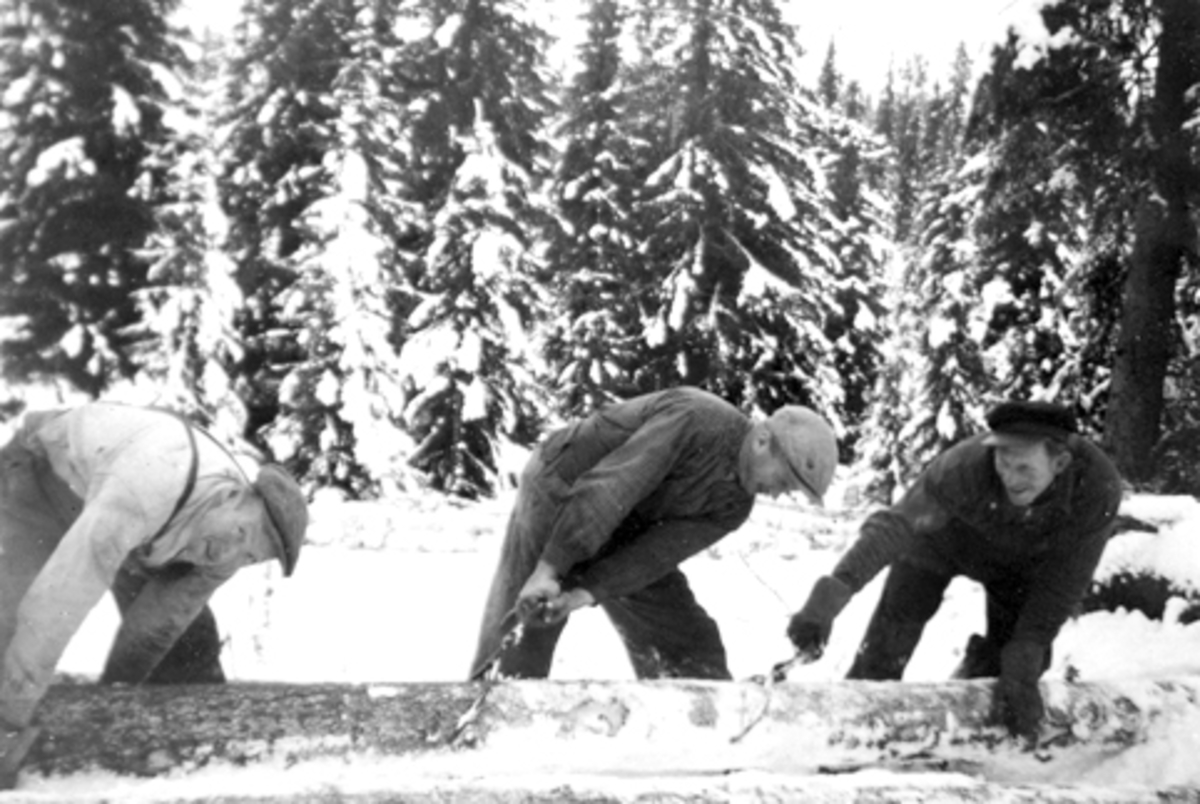 Anno Domkirkeodden, Skogsarbeidere drar tømmer. Fra venstre er Magne Solheim, Alf Nordengen, Ole Røset, vinter ved Geitryggen, Furnes Almenning.
