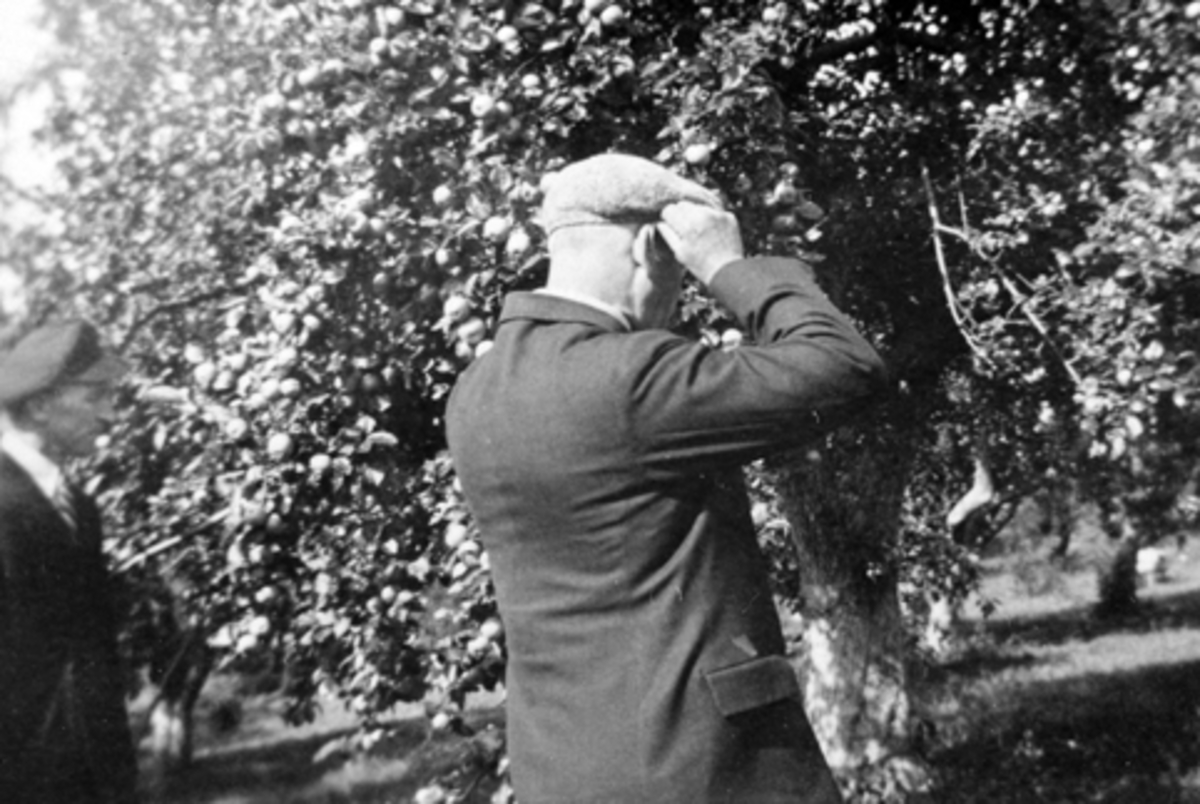 Anno Domkirkeodden, Professor Olav Moen studerer eplene i hagen på Bjørnstad, Nes, Hedmark.