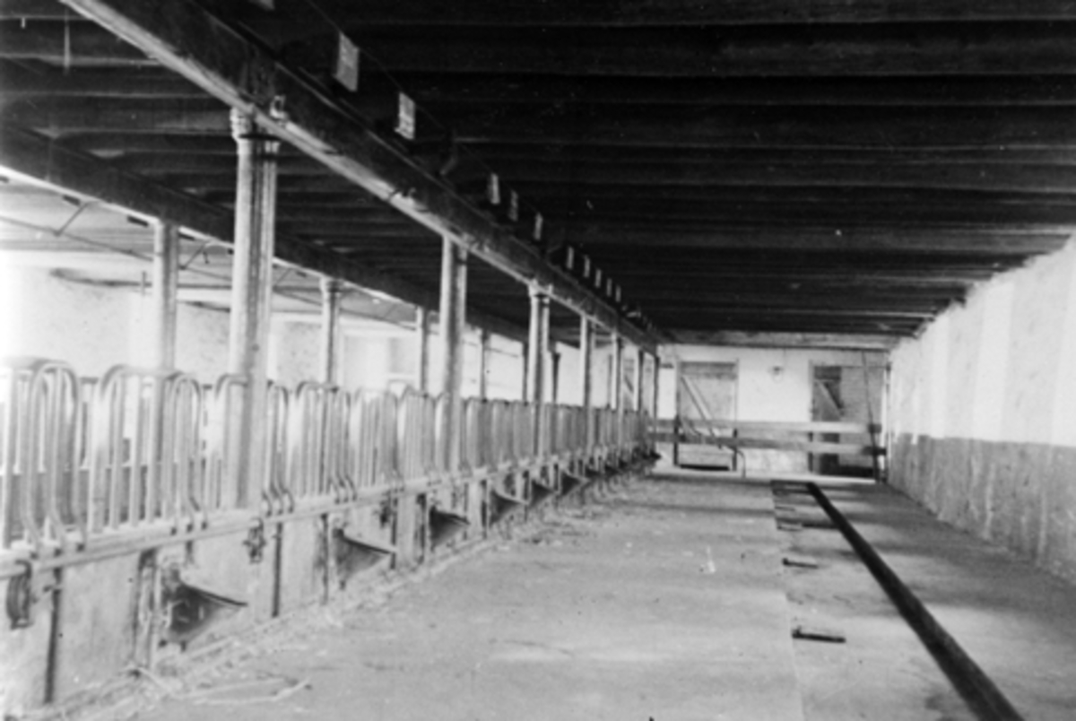 Anno Domkirkeodden, Interiør fra fjøset på Fossum, Nes, Hedmark i 1944. Fjøsinnredning.