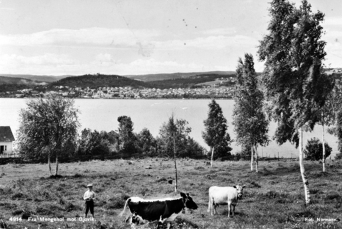 Anno Domkirkeodden, Mengshoel mot Gjøvik. Gutt med kyr i forgrunnen. Gutten er Arne Syversen (1923-1976). Postkort.