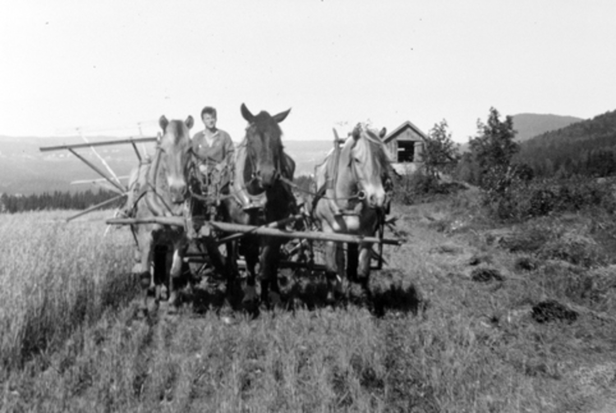 Anno Domkirkeodden, Skuronn på Mørkved store, Furnes, Ringsaker. Hester i trespann med selvbinder på enga i 1927. Kjørekar er Peter Skyberg. Hesteredskap.