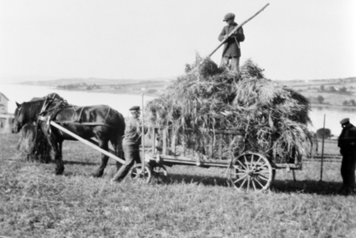 Anno Domkirkeodden, Hest og langkjerre. Innkjøring av lo på Nedre Sund, Helgøya. Stang festes over lasset slik at ingenting faller av. 3 ukjente menn jobber.