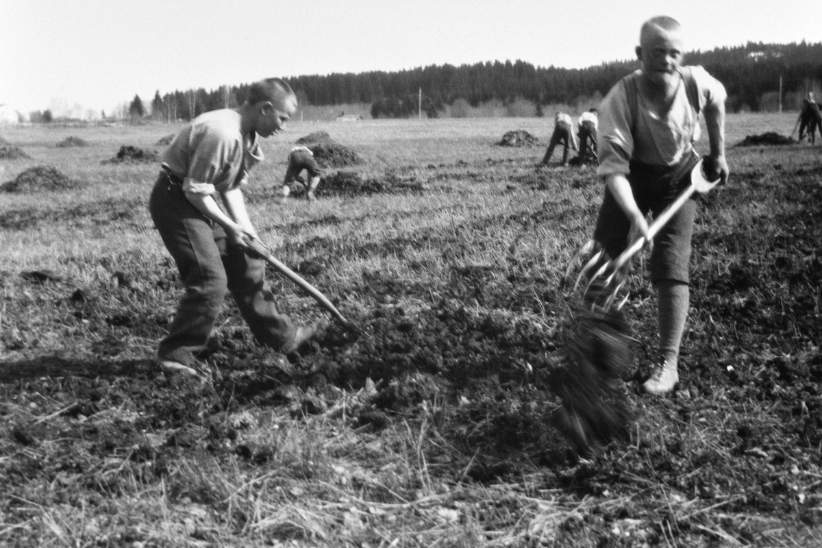 Anno Domkirkeodden, Gutter fra Toftes Gave, Nedre Sund, Helgøya sprer møkk med greip.