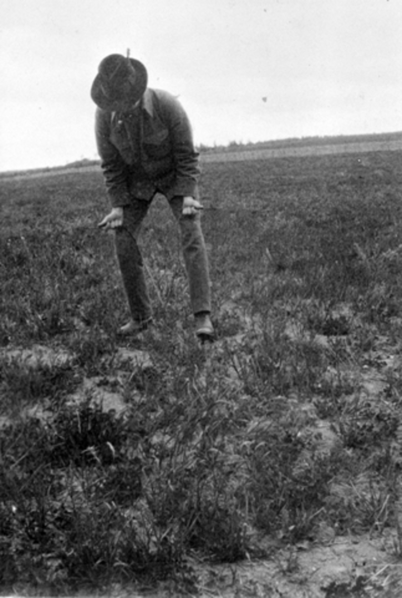 Anno Domkirkeodden, Mann leter etter vann med klyft på Hoel gård, Nes, Hedmark.