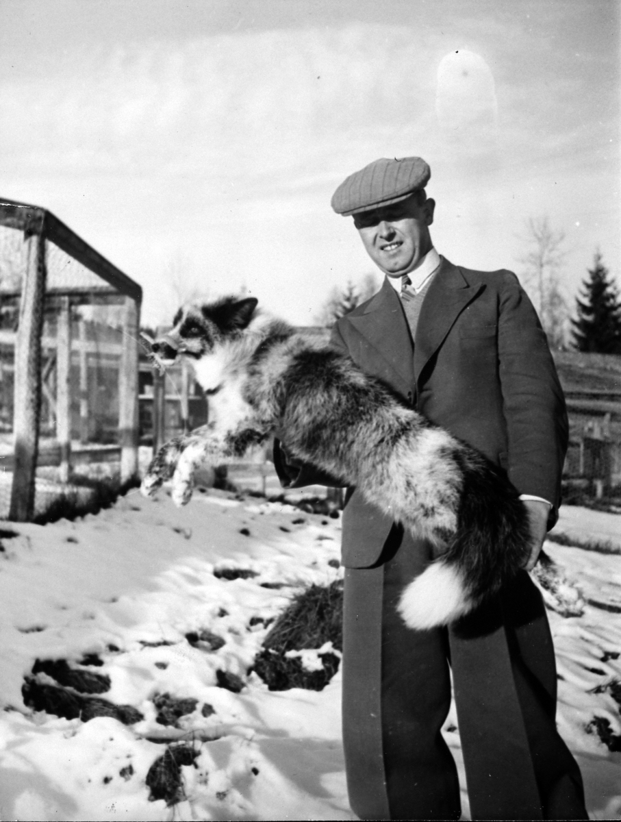 Anno Domkirkeodden, Egil J. Nordang med rev, pelsdyrfarmen Hauen under By, Veldre, Ringsaker.