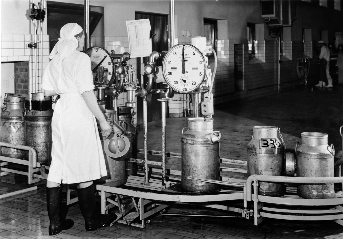 Anno Domkirkeodden, Hedmark Tørrmelk,meieri, Brumunddal, interiør, kvinne veier melkespann, Eldbjørg Sivesind fyller returmelk, 1954.