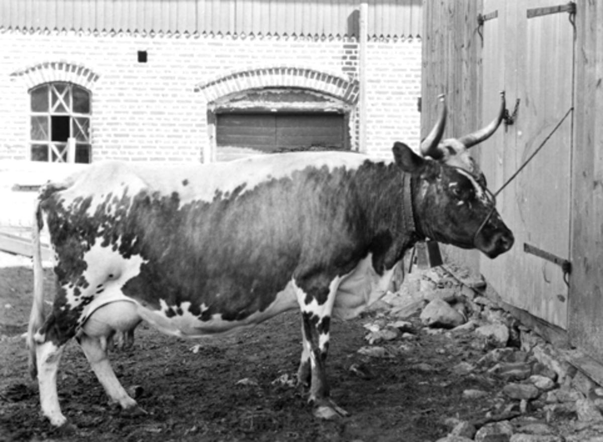 Anno Domkirkeodden, Telemarkskua "Lykros" bundet utenfor fjøset på Grefseheim, Nes, Hedmark i 1902.