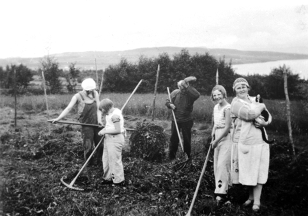 Anno Domkirkeodden, Høyonn i Rønningen, høyet rakes sammen og henges til tørk på hesjer. Helgøya, juni 1931,5 personer jobber. Fra venstre : Magnus Bjerke, Synnøve Bjerke, Andreas Rønningen, Åse Bjerke, Sofie Bjerke.