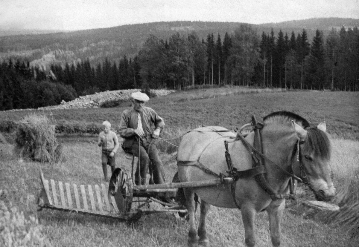 Anno Domkirkeodden, Skuronn på Pinnerudenga, Furnes, Ringsaker. Ludvik Granerud med hest og slåmaskin med håndavlegger. Bak han er barnebarnet Olav Lunna.