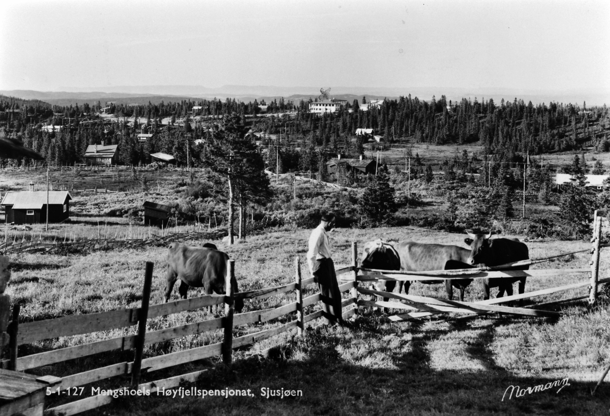 Anno Domkirkeodden, Stemningsbilde fra Sjusjøen. Mengshoels Høyfjellspensjonat i bakgrunnen. Kuer på beite. Postkort.