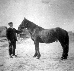Anno Domkirkeodden, GUSTAV ALDERSLYST MED HEST, ALDERSLYST