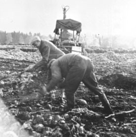 Anno Domkirkeodden, INNHØSTING AV TURNIPS, GUNNAR INGVOLDSTAD BAKERST, INGVOLLSTAD LILLE