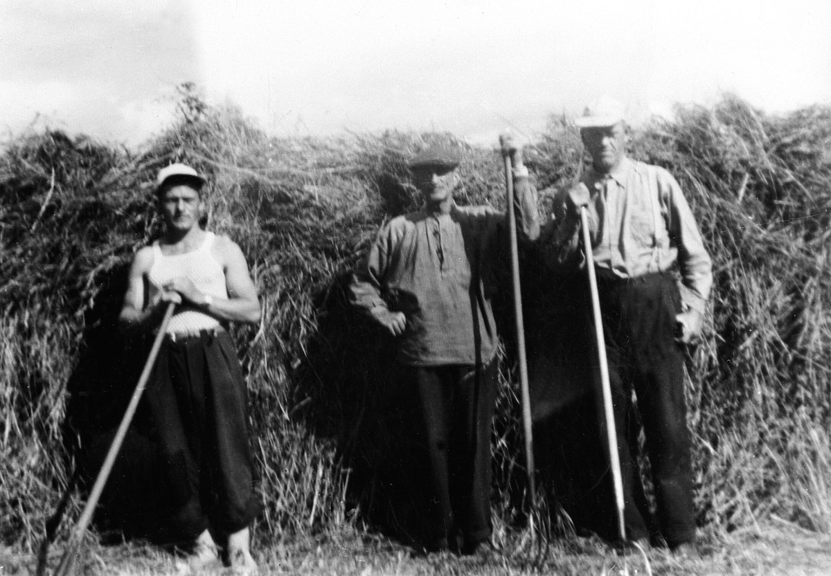 Anno Domkirkeodden, HØYONN, SLÅTTONN, GRUPPE: 3 MENN MED HØYGAFLER HESJER GRESS, FOR Å TØRKE HØY, FRA HØYRE: OLE LIBERG, ANDREAS A. VESTLI, JOHAN ENGEBRETSEN, LIBERG