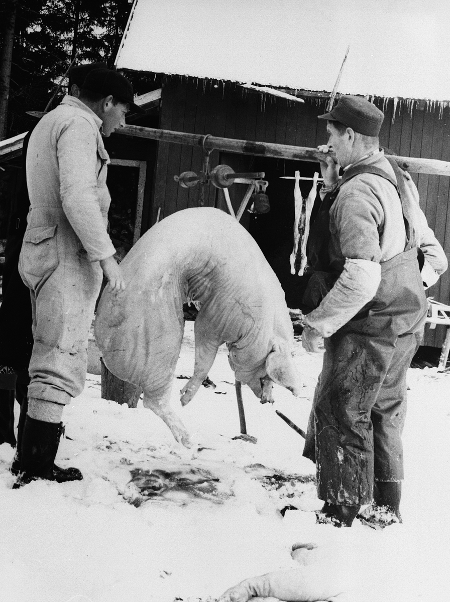 Anno Domkirkeodden, SNEKKERSVEEN, BYGDESLAKTER FRA VENSTRE: OLE KNUDSEN, PEDER NYBAKKEN, GRISEN VEIES, VEKT, GRISSLAKTING