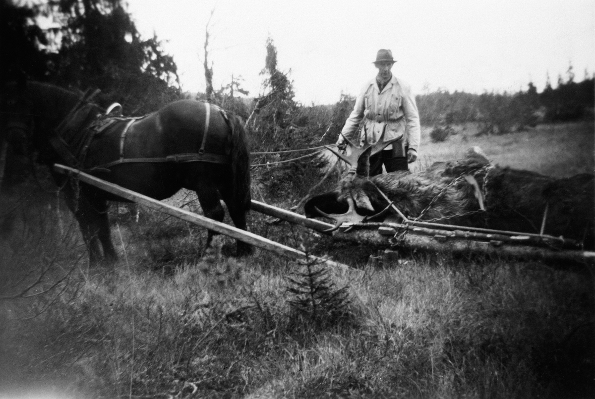 Anno Domkirkeodden, VANG ALLMENNING, ELGJAKT, TRANSPORT AV ELG MED HEST OG DRAG, KARL LØVLIEN MED HESTEN DOKKA, ØSTÅSEN
