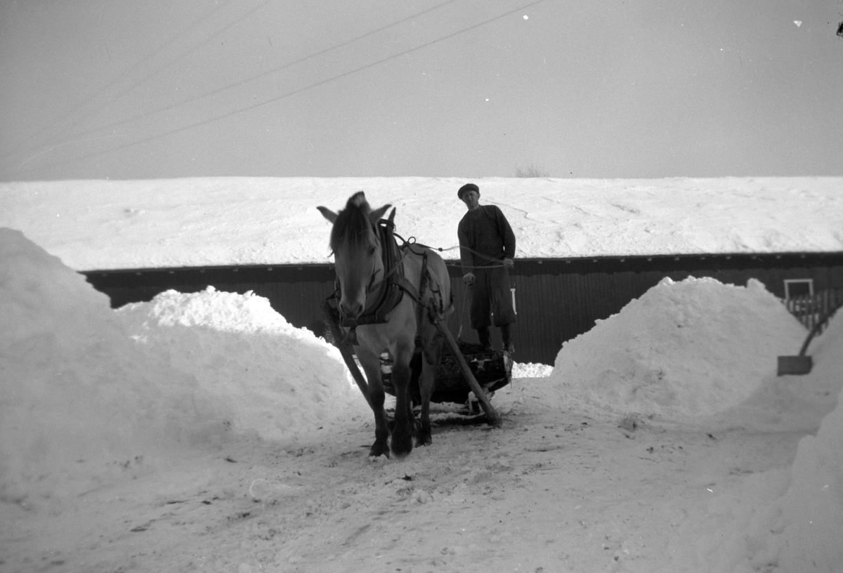 Anno Domkirkeodden, SØNDRE TOMTER. KÅRE TOMTER KJØRER MØKK/GJØDSEL MED HEST OG MØKKBRETT. CA. 1950.