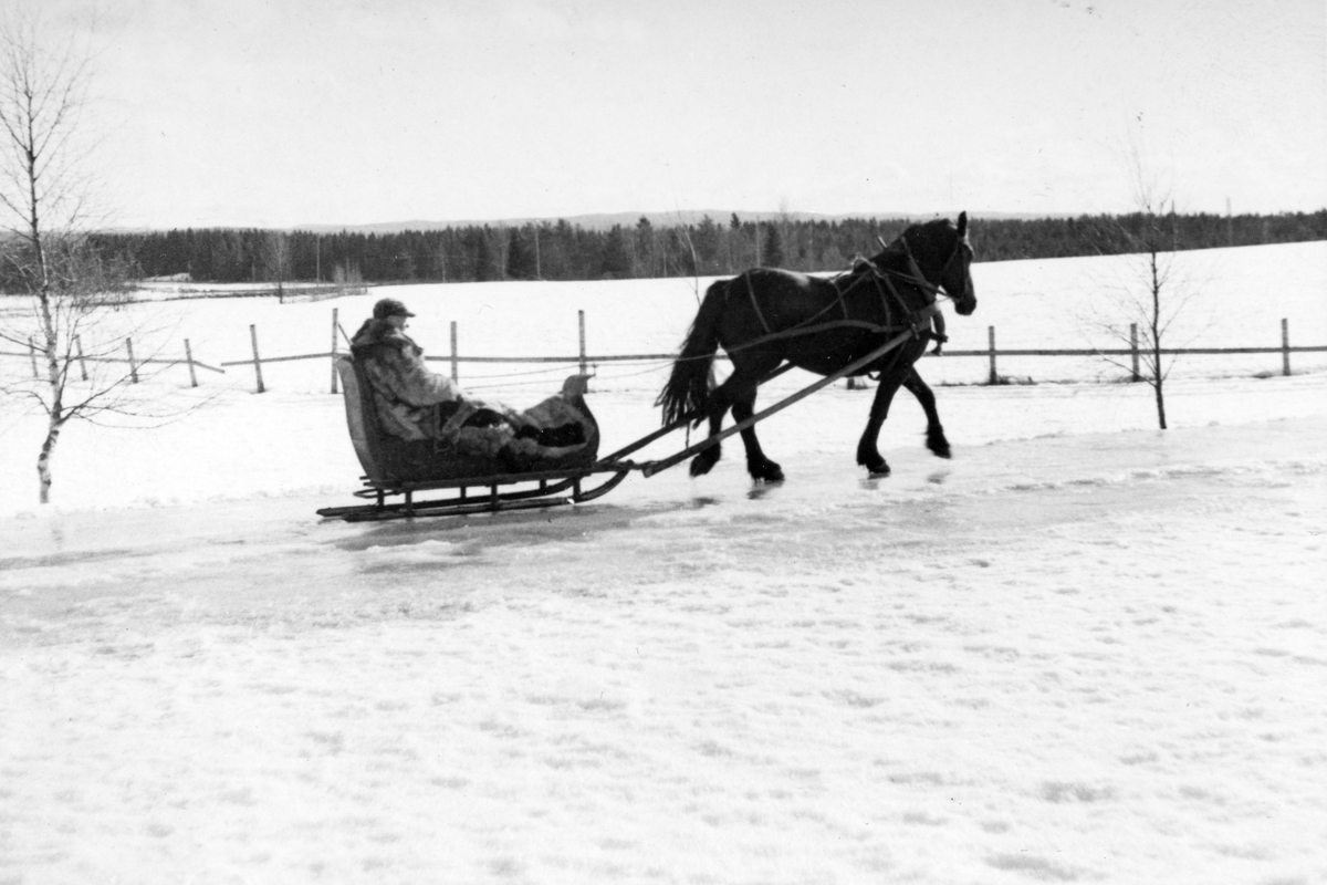 Anno Domkirkeodden, Dyri gard i Løten. Hest og slede. Hestekjøretøy.