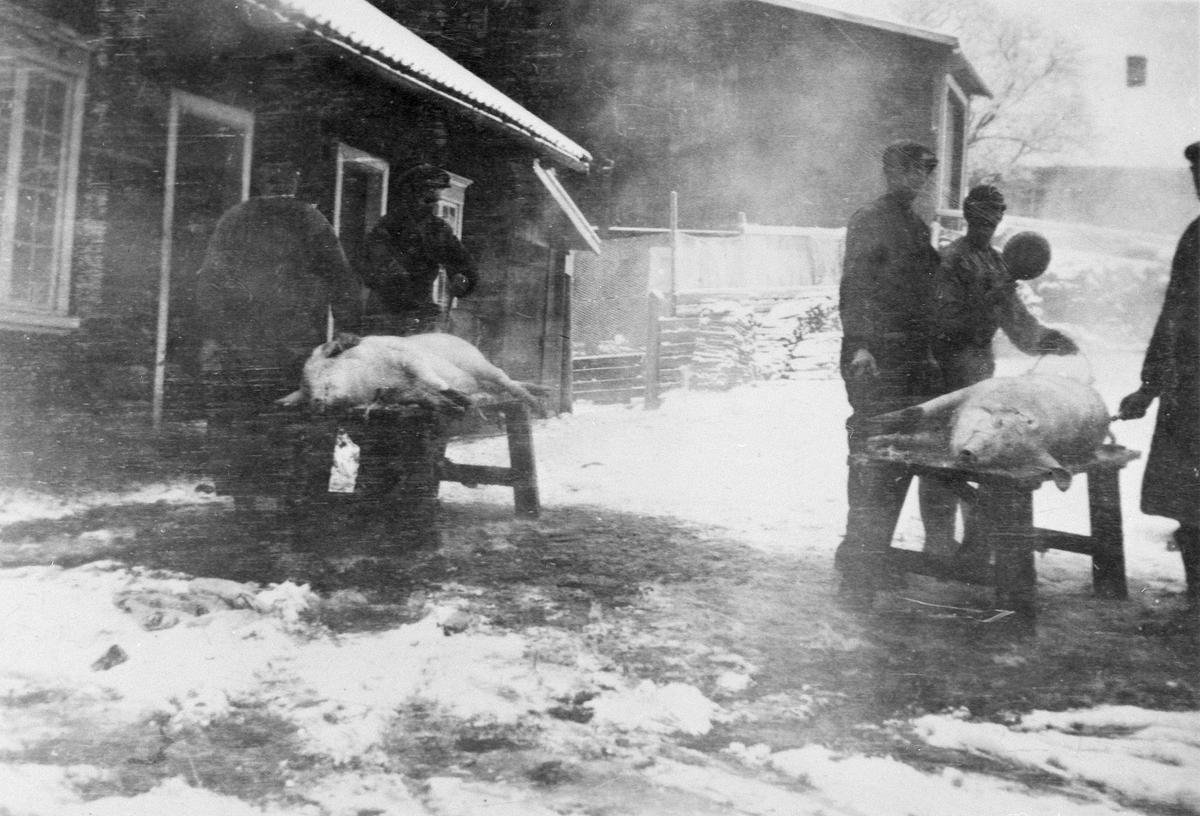 Anno Domkirkeodden, SLAKTING AV GRIS, JULEGRIS SLAKTES PÅ BUSVOL GARD I ROMEDAL, SKOLDING UTE PÅ GARDSTUNET. BYGDESLAKTER. SE STANGE HISTORIELAGS ÅRBOK"GAMMALT FRA STANGE OG ROMEDAL 2009" S. 75.