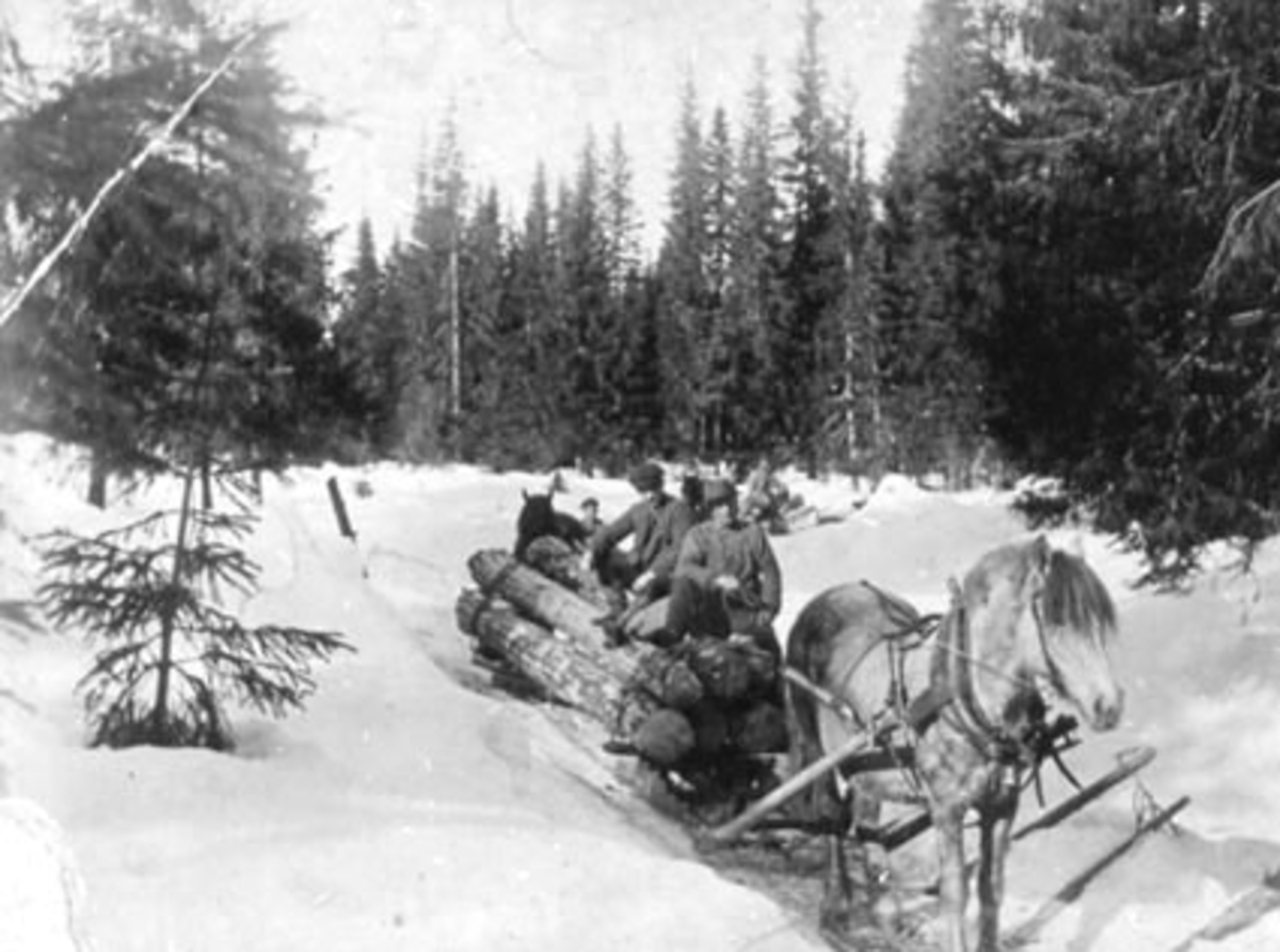 Anno Domkirkeodden, TØMMERKJØRING MED HEST, VINTER, FØRSTE HEST EN FJORDING, KJØREKARER MARTIN VESTBY OG PER NORDENGEN, 2 HEST: JOHAN SLAGGERUD, 3 HEST: NIKOLAI VESTBY, POTTSETRA I ALLMENNINGA, TØMMERLUNNING MED BUKK OG GEIT