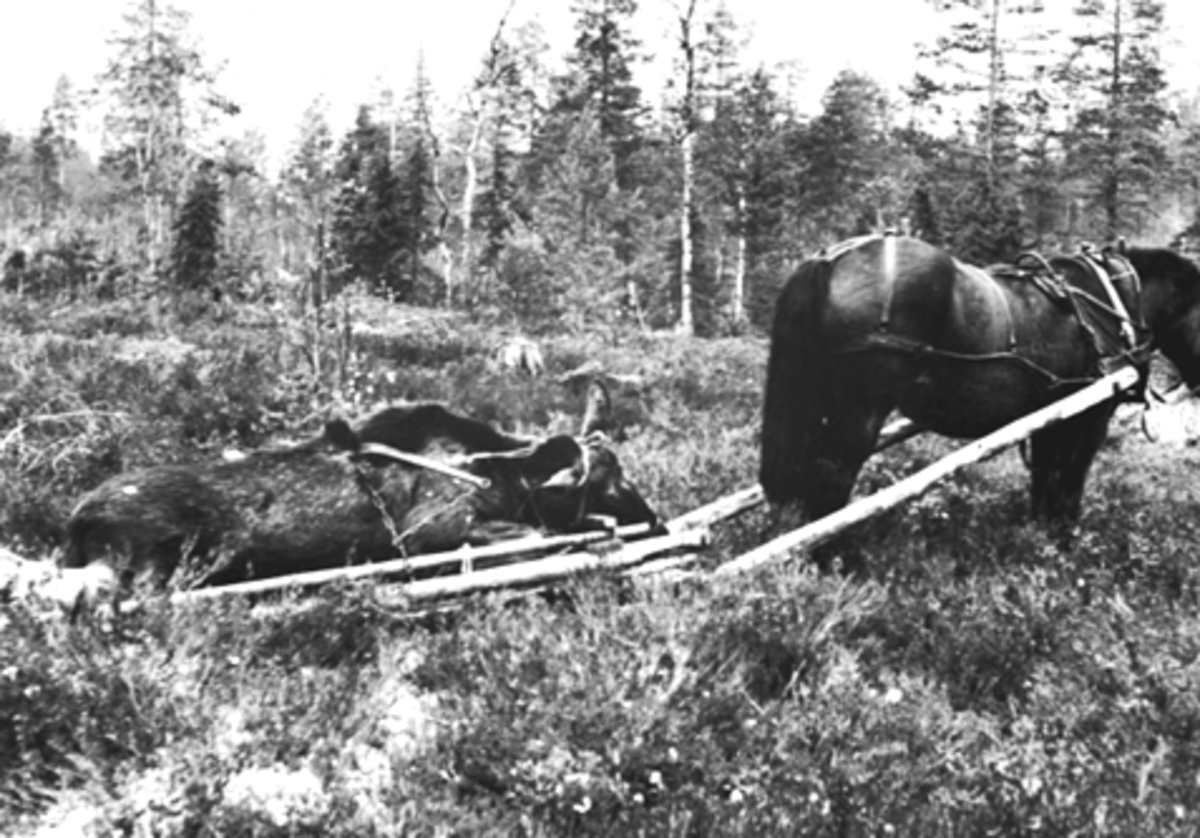 Anno Domkirkeodden, ELGJAKT, HEST, TRANSPORT, SLEPING AV ELG, SØRENSBUA, ROMEDAL ALLMENNING,
