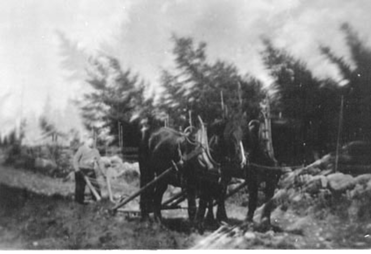 Anno Domkirkeodden, VÅRONN, PLØYING MED TOSSPANN HESTER, VOLUNGBAKKEN, VALLSET
