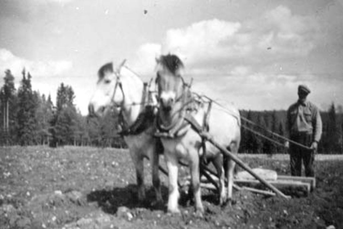 Anno Domkirkeodden, VÅRONN, SLÅDDING MED 2 HESTER, KVITEN OG BLAKKEN, FJORDINGER, PER MOSHAUG KJØRER, SVEEN, VALLSET