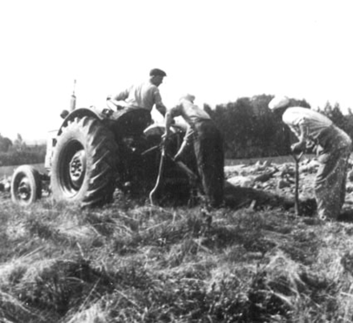 Anno Domkirkeodden, NYBROTTSPLØIING MED TRAKTOR, FINN GJESTVANG KJØRER, THODOR GJESTVANG JUSTERER PLOGEN, BAKERST: IVAR GJESTVANG, SANDE, ROMEDAL