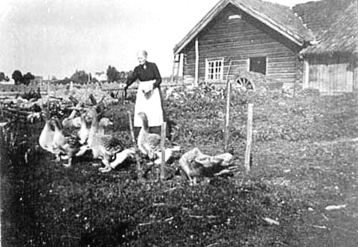 Anno Domkirkeodden, HUSMOR TAROLINE GJESTVANG MATER GJESS VED GÅRDSDAMMEN, I BAKGRUNNEN BRYGGERHUSET, STURRKJERRE MED POTETER, SKJELVE LILLE