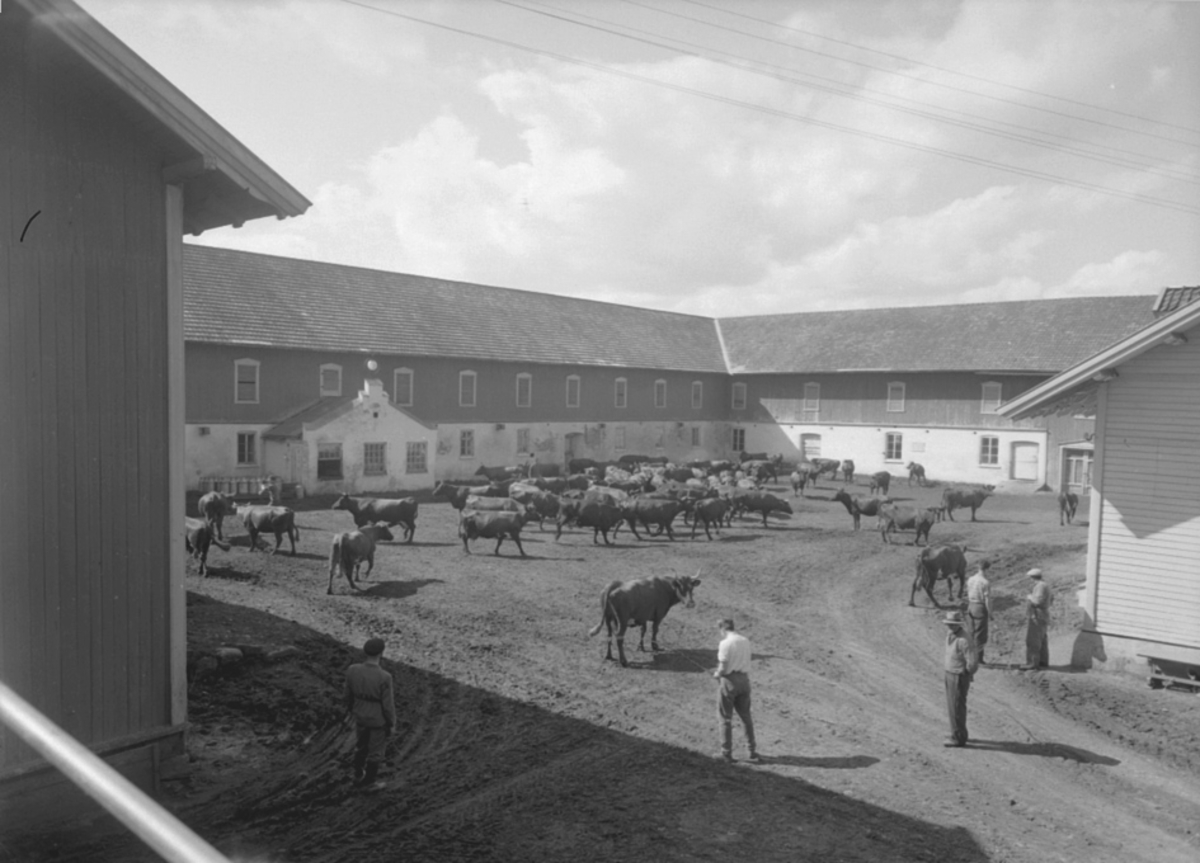 Anno Domkirkeodden, KUSLEPP, ATLUNGSTAD GÅRD, LÅVE, GARDSTUN