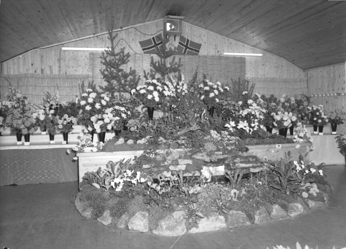 Anno Domkirkeodden, UTSTILLING, HAGEBRUK, BLOMSTER, PLANTER
