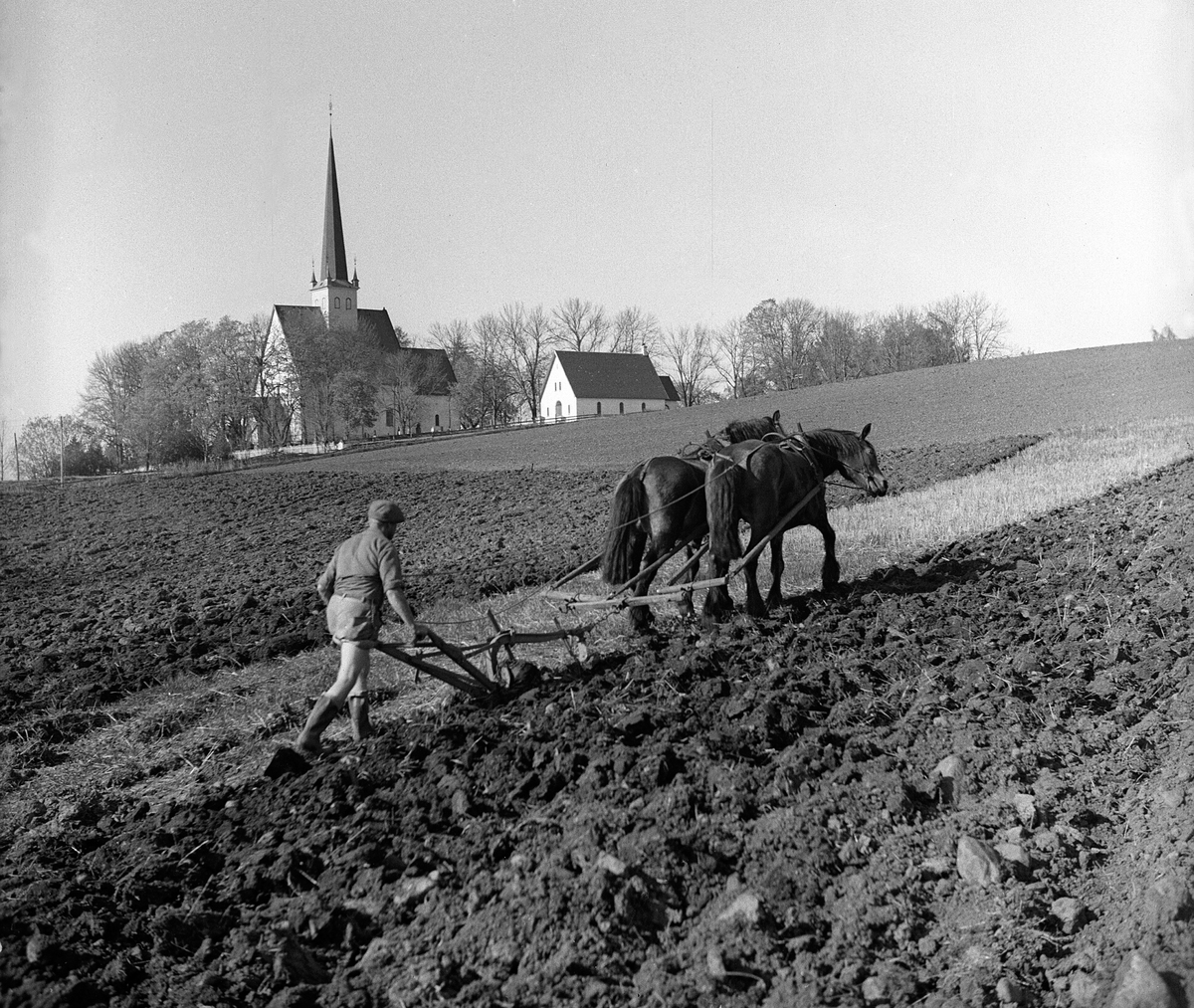 Anno Domkirkeodden, PLØYING, HESTER, PLOG, STANGE KIRKE,