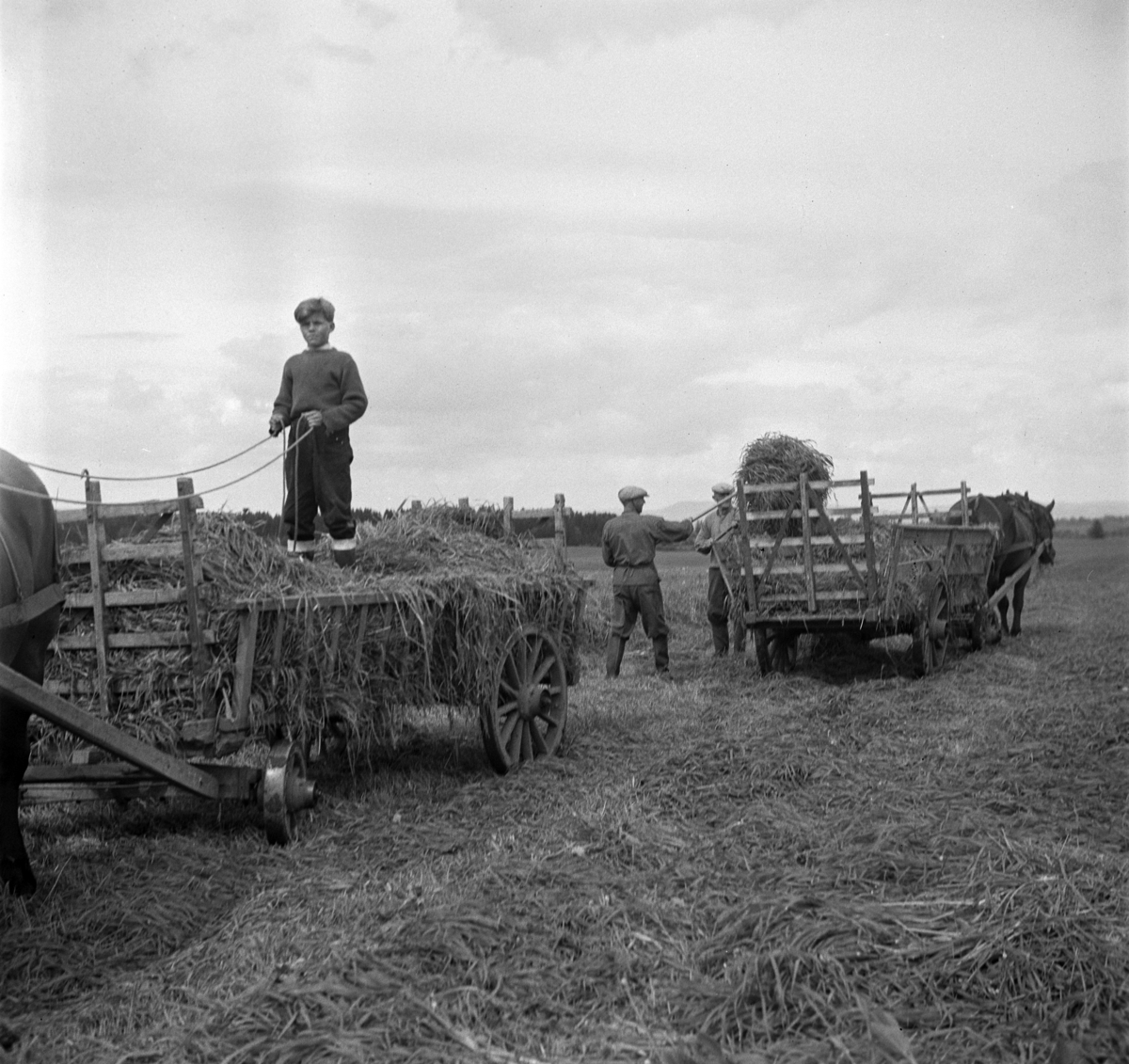 Anno Domkirkeodden, HØYONN, ROLF JENSEN KJØRER HEST MED HØYVOGN, GRAS TIL SILOLEGGING, FOKHOL GÅRD,