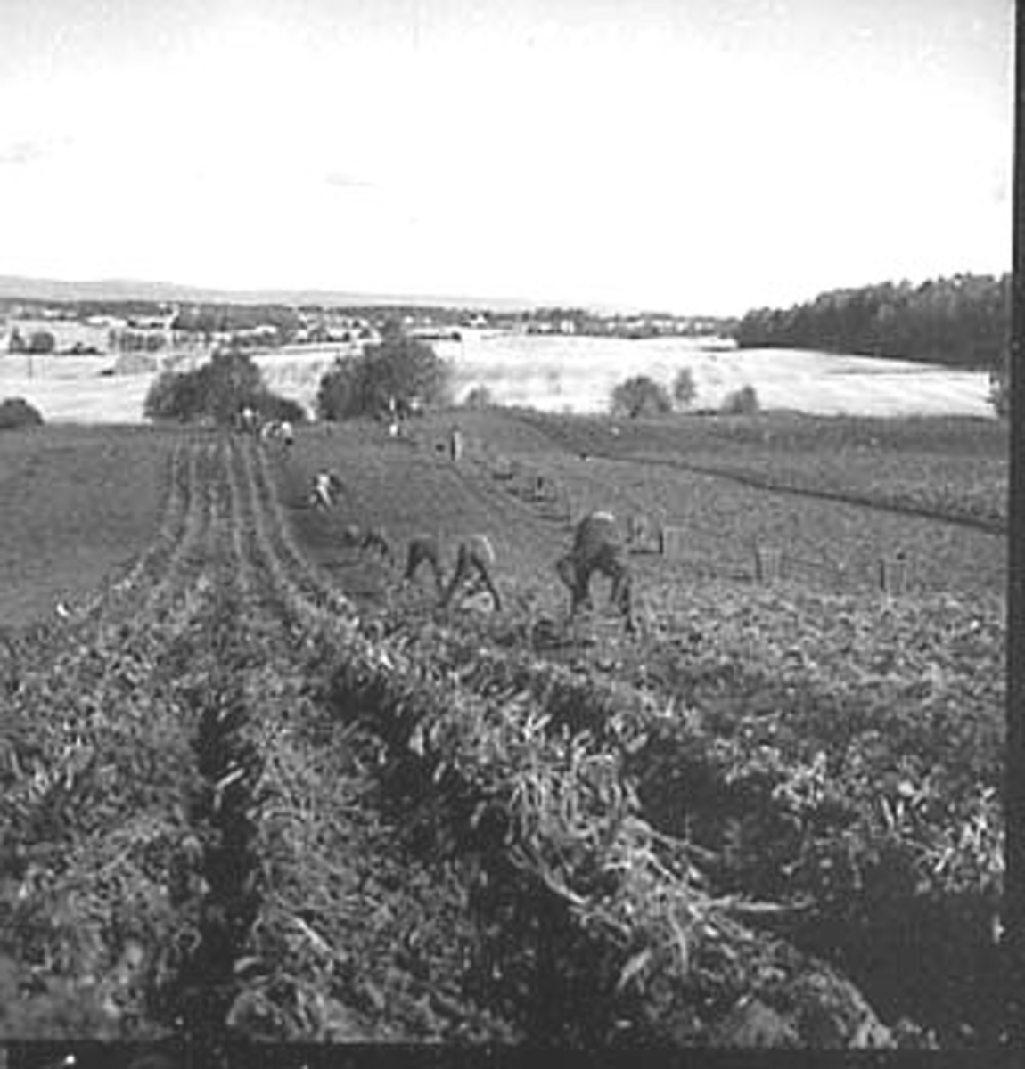 Anno Domkirkeodden, POTETONN, FOLK PLUKKER POTETER, POTETPLUKKING, FOKHOL,