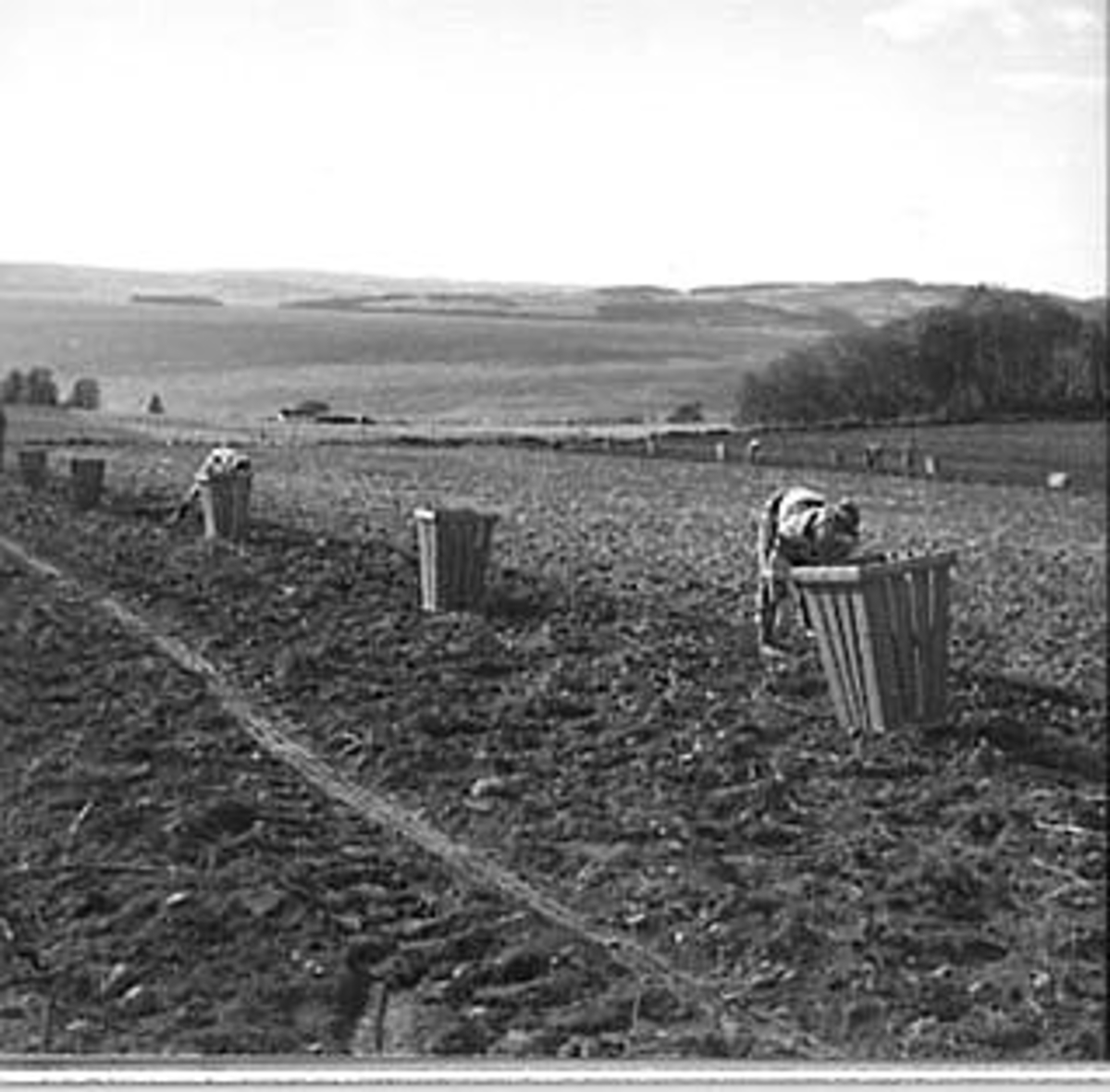Anno Domkirkeodden, POTETPLUKKING, HUSEBY GÅRD,