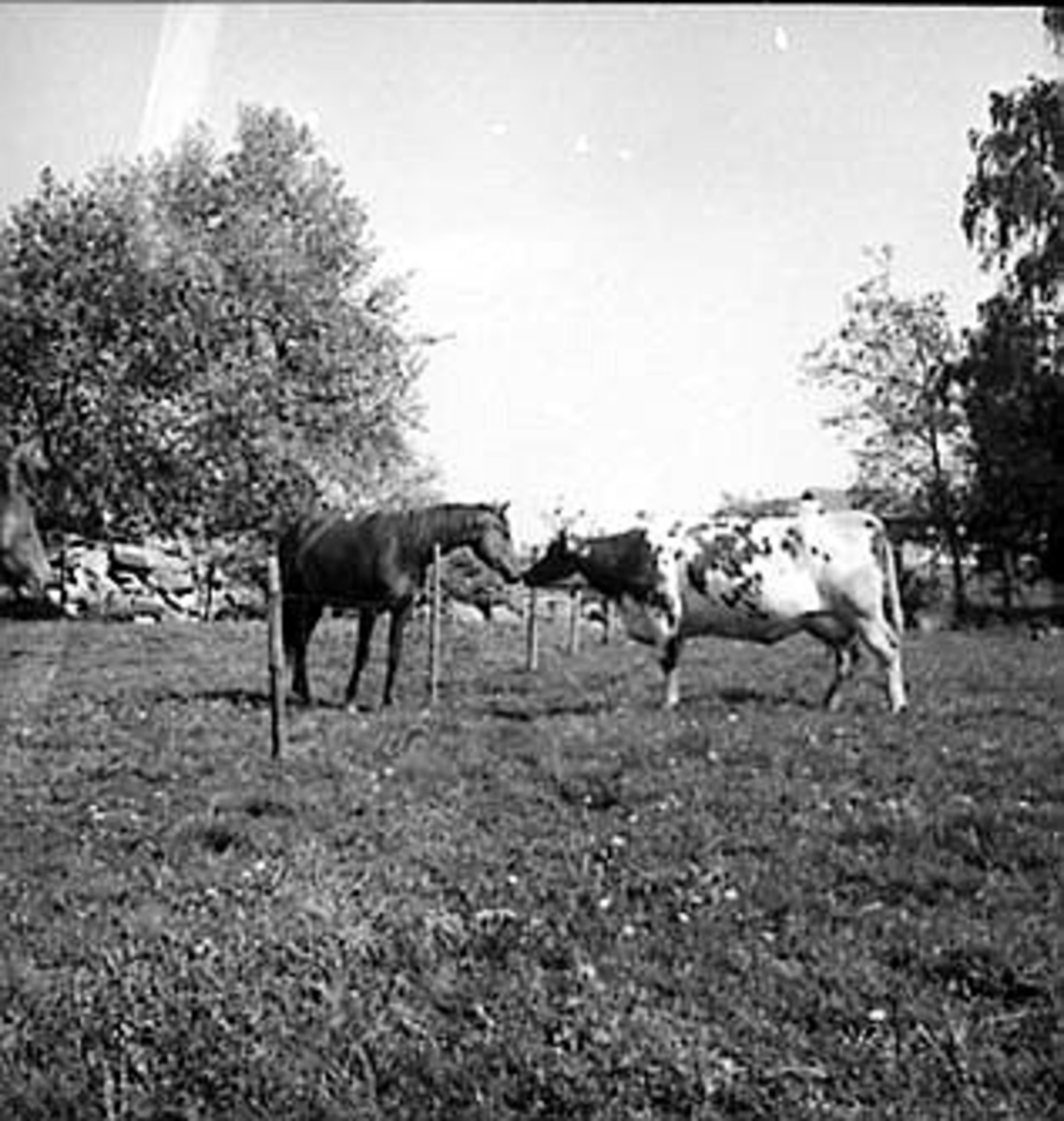 Anno Domkirkeodden, KU OG HEST PÅ BEITE, NØTTESTAD SØNDRE, OTTESTAD