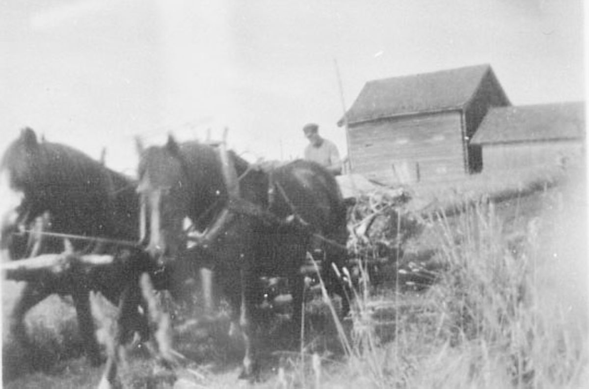Normann Helger, SKURONN, SJØLBINDER MED 2 HESTER, GJERMSTAD,