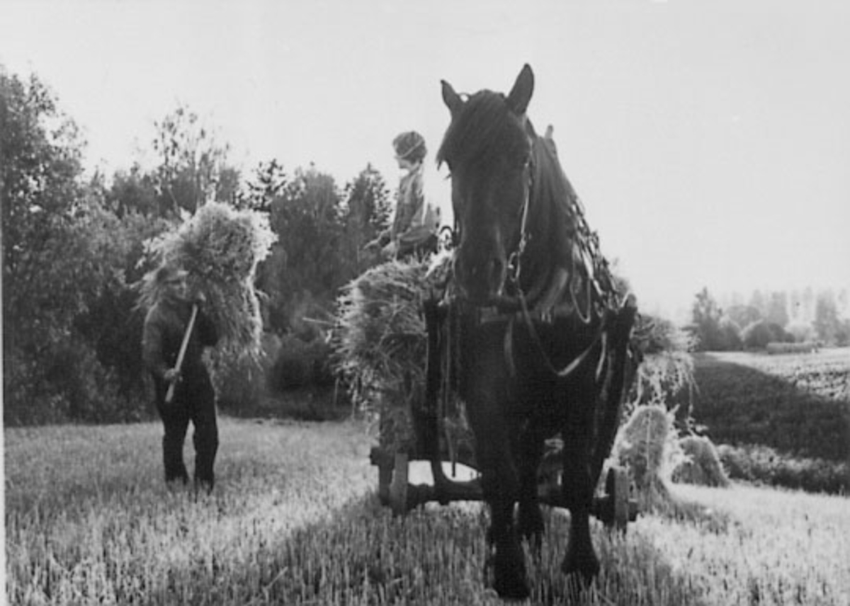 Anno Domkirkeodden, SKURONN, LOKJØRING MED HEST, GULKUNRUD GÅRD, OTTESTAD,