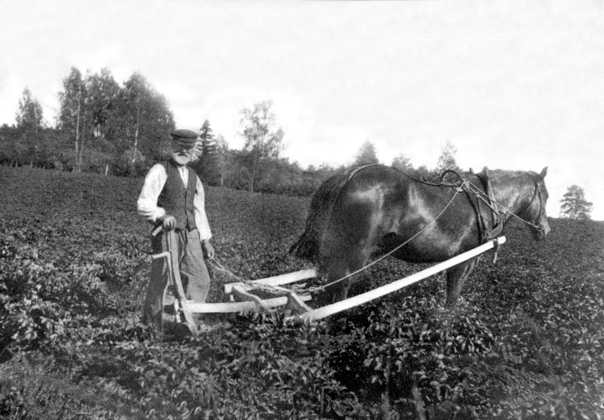 Normann Helger, MANN MED HEST, ARD, GULKUNDRUD ? STANGE