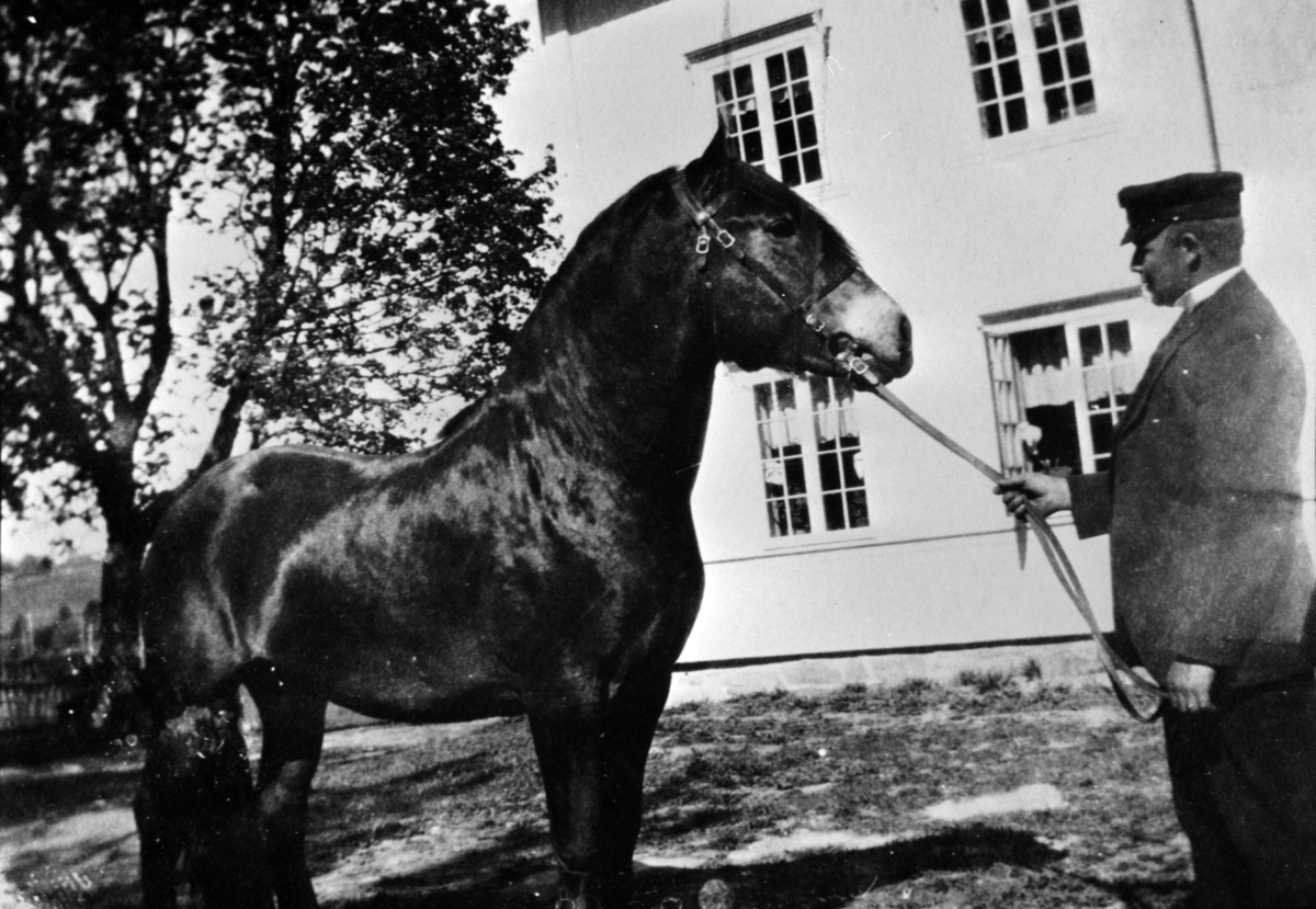 Anno Domkirkeodden, HESTEN FRANKE, 3 PREMIE. LILLEHAMMER 1922, PREMIEHESTEN.