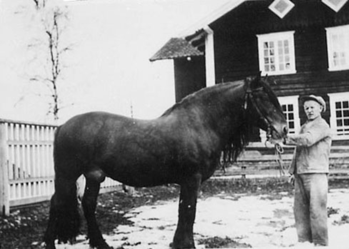 Anno Domkirkeodden, STALLMESTER ELIAS LARSEN MED HINGSTEN ESPEN, HORNE,