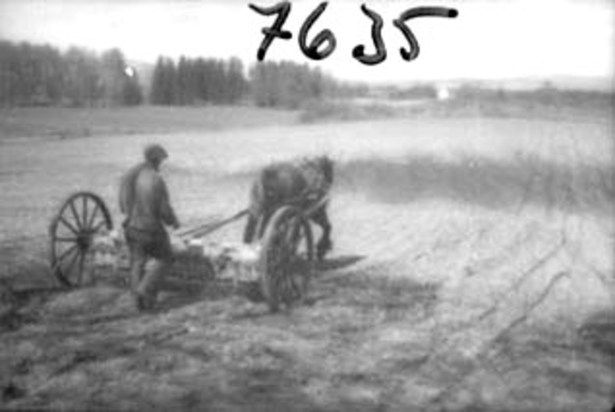 Anno Domkirkeodden, VÅRONN, SÅING MED HEST