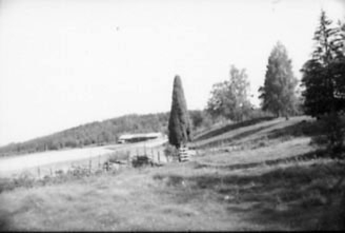 Anno Domkirkeodden, STOR EINER, BRUSE