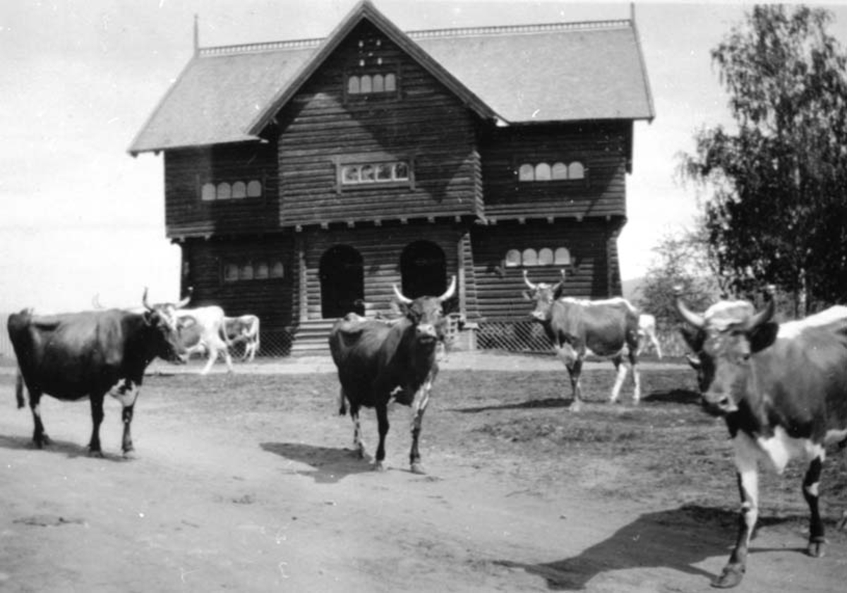 Anno Domkirkeodden, EKSTERIØR: STABBUR, GARDSBRUK HORNE GÅRD, KUER PÅ TUNET, HORNE,
