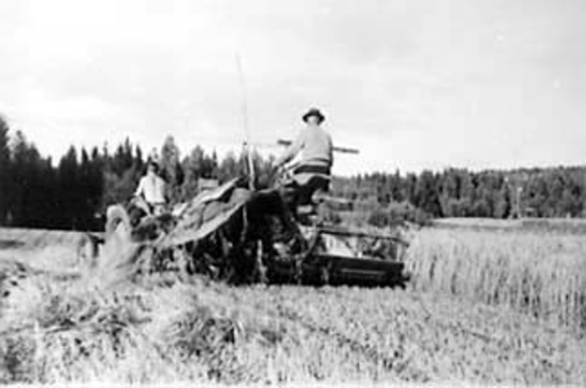 Anno Domkirkeodden, SKURONN, SKJÆRING AV BYGG MED DEERING SELVBINDER, FILSETH, ÅSVANG