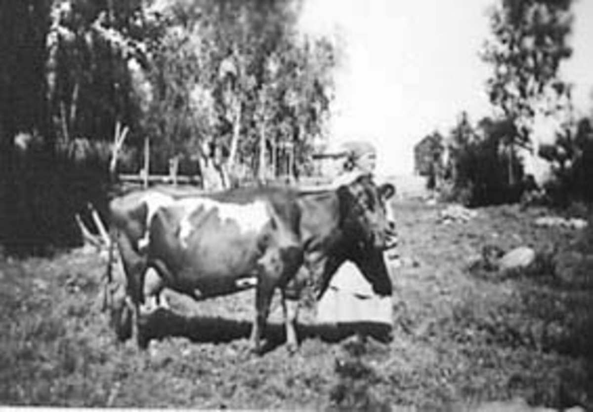 Anno Domkirkeodden, KUA FAGERLIN, 1 PREMIE MELKET 6000 LITER, BUDEIE MARTHE LUNDEN, FILSET