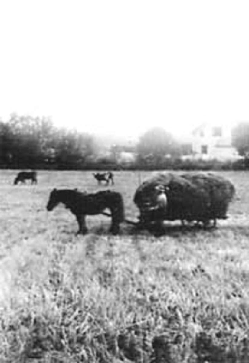 Anno Domkirkeodden, HØYONN, HEST MED HØYLASS, KJØRKAR ELNAR NORDLIE, BAARSRUD, VALLSET
