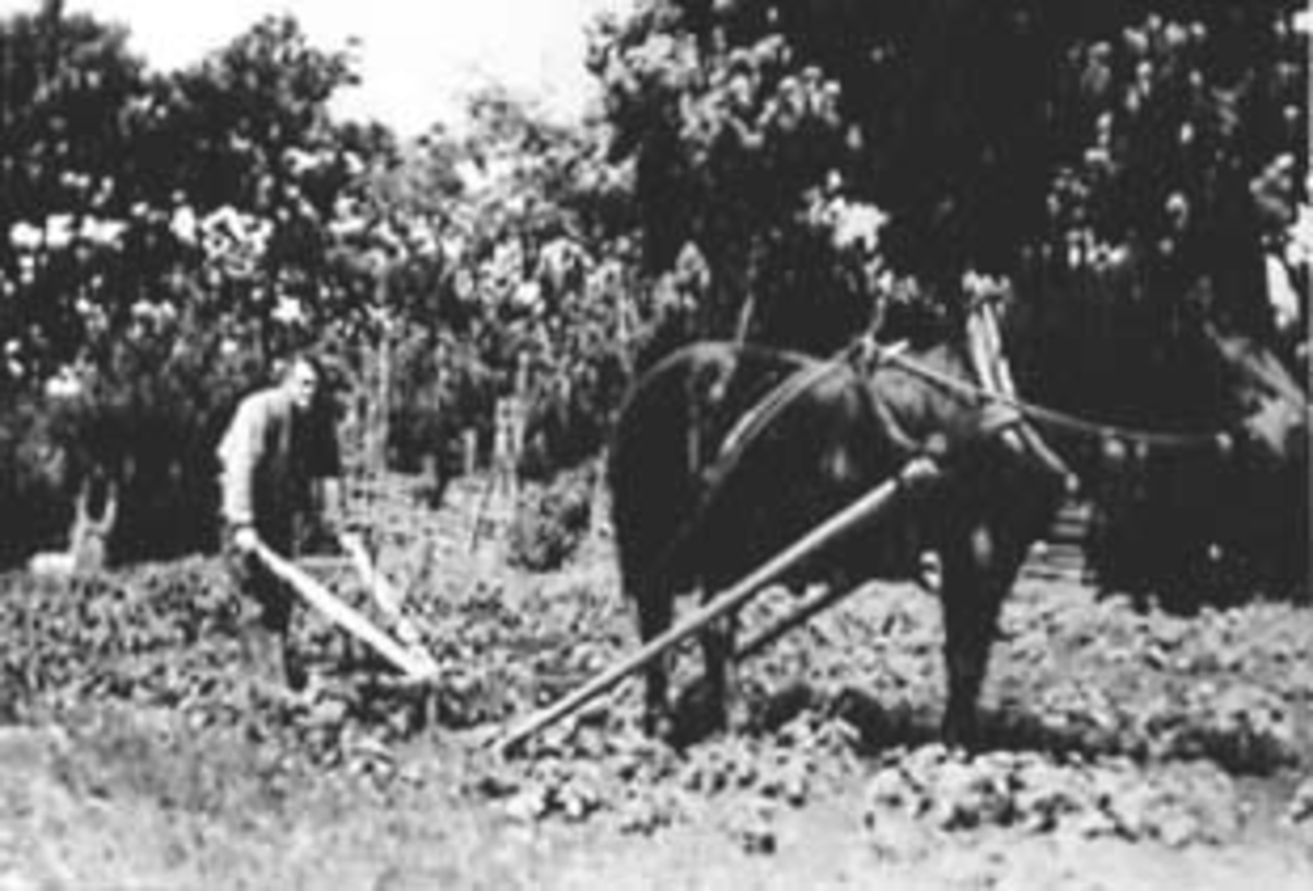 Anno Domkirkeodden, PLØYING MED HEST, ETSKJÆRS PLOG, HERMUND FURUSETH KJØRER BRUNA, FURUSETH, ÅSVANG
