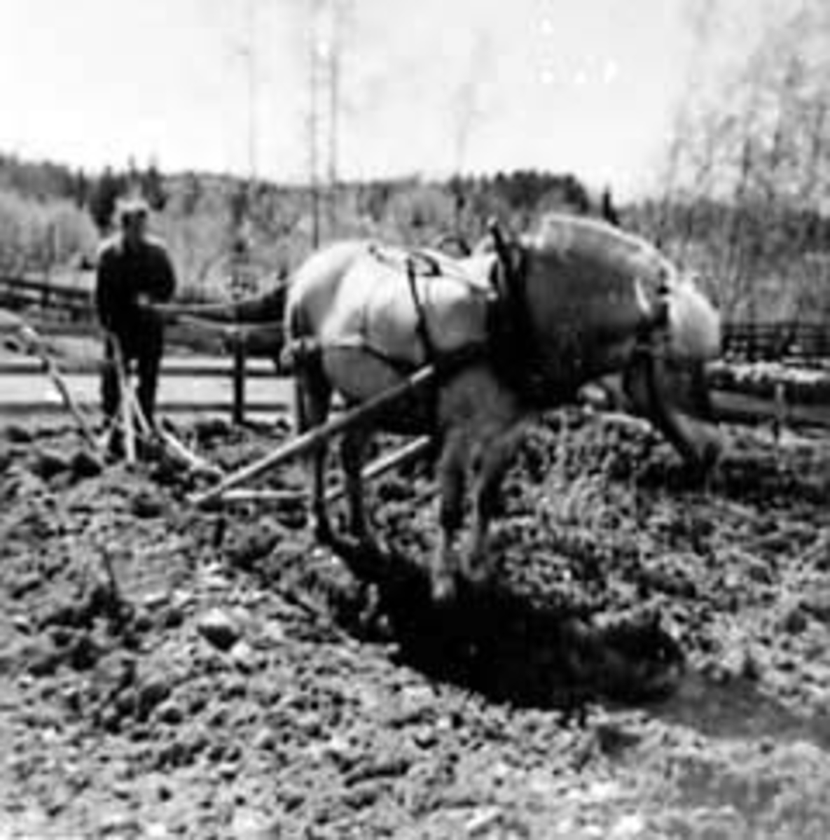 Anno Domkirkeodden, VÅRONN, KÅRE SKANDSEN PLØYER MED HEST, HUSE ØSTRE