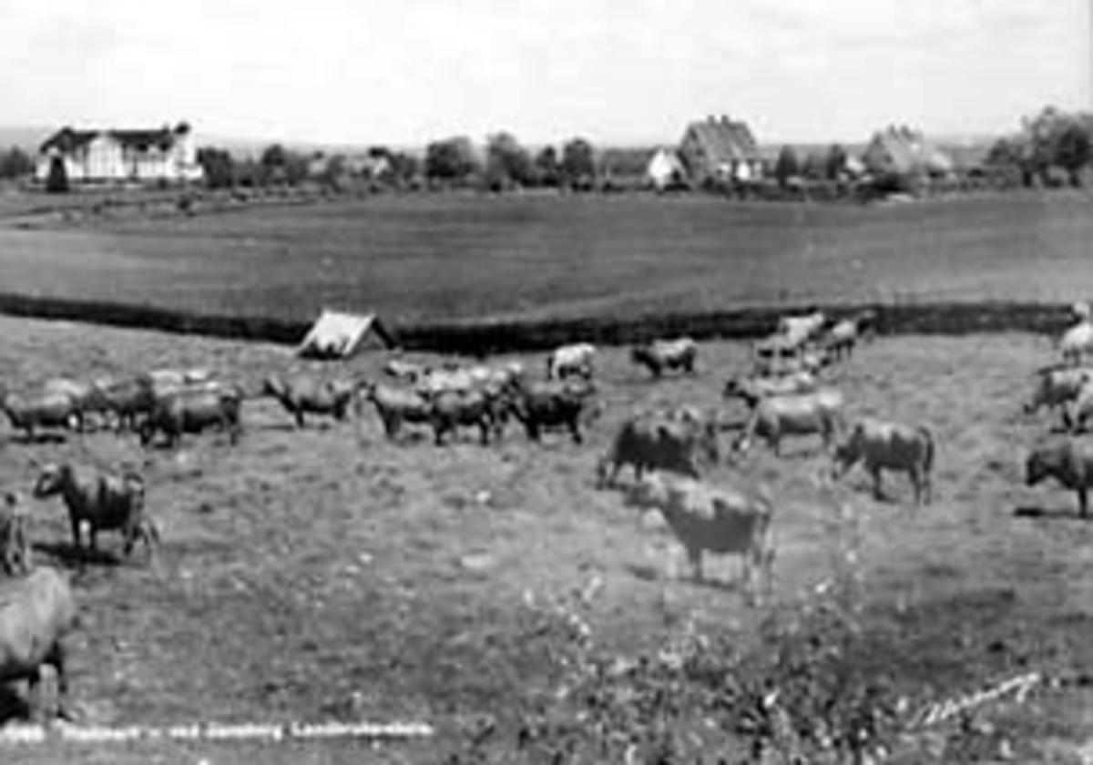 Anno Domkirkeodden, OVERSIKT JØNSBERG LANDBRUKSSKOLE, KUER I FORGRUNNEN, ROMEDAL, Dubb: 417-1473.