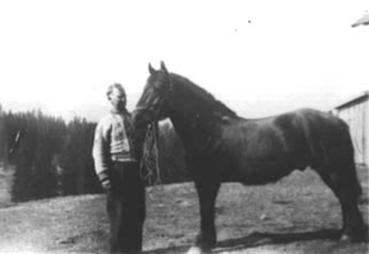 Normann Helger, PORTRETT: MANN MED KOFTE OG HEST,
